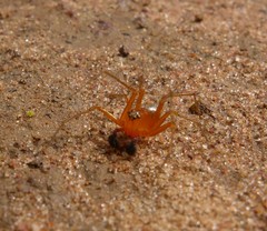Oxyopes vogelsangeri