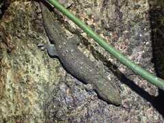 Comoran Fish Scale Gecko photo 3