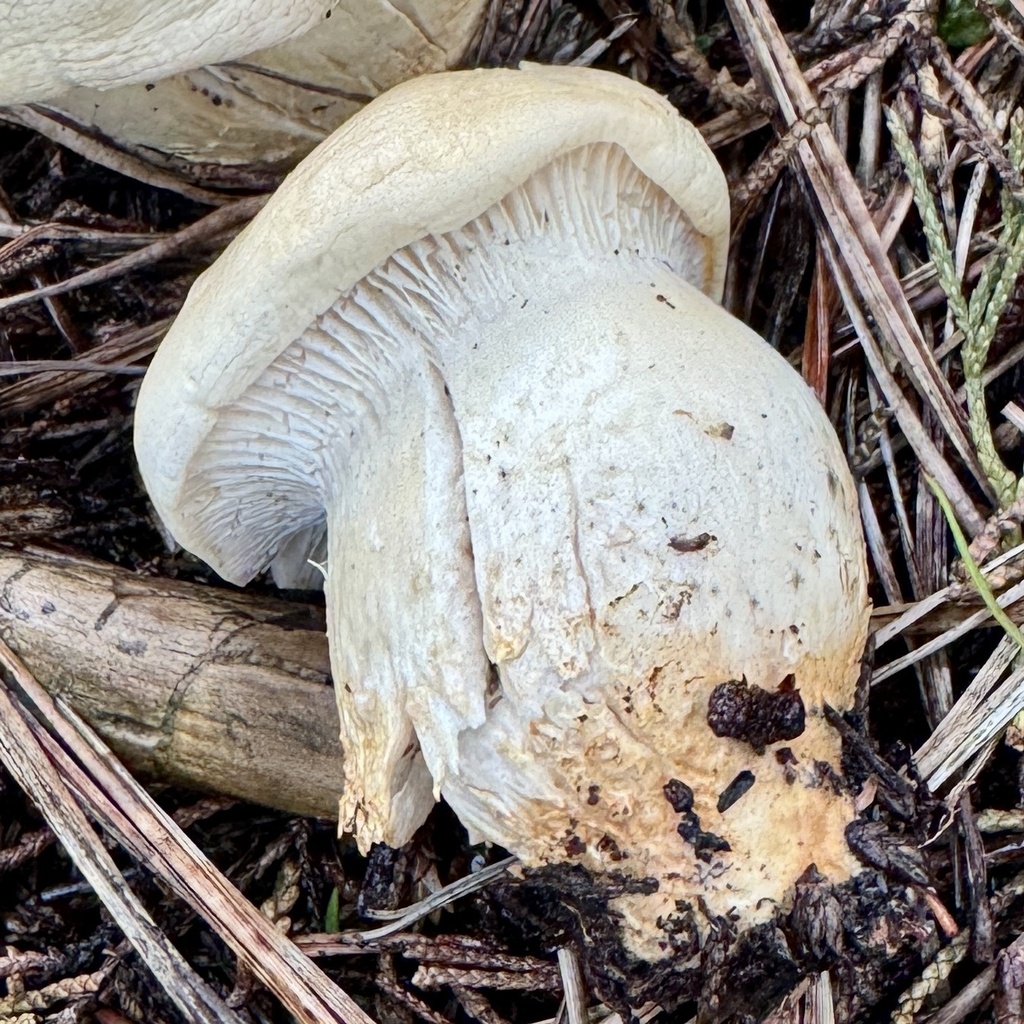 Leucopaxillus albissimus · February 2026 · photo: © karenoffereins (iNaturalist, cc-by)