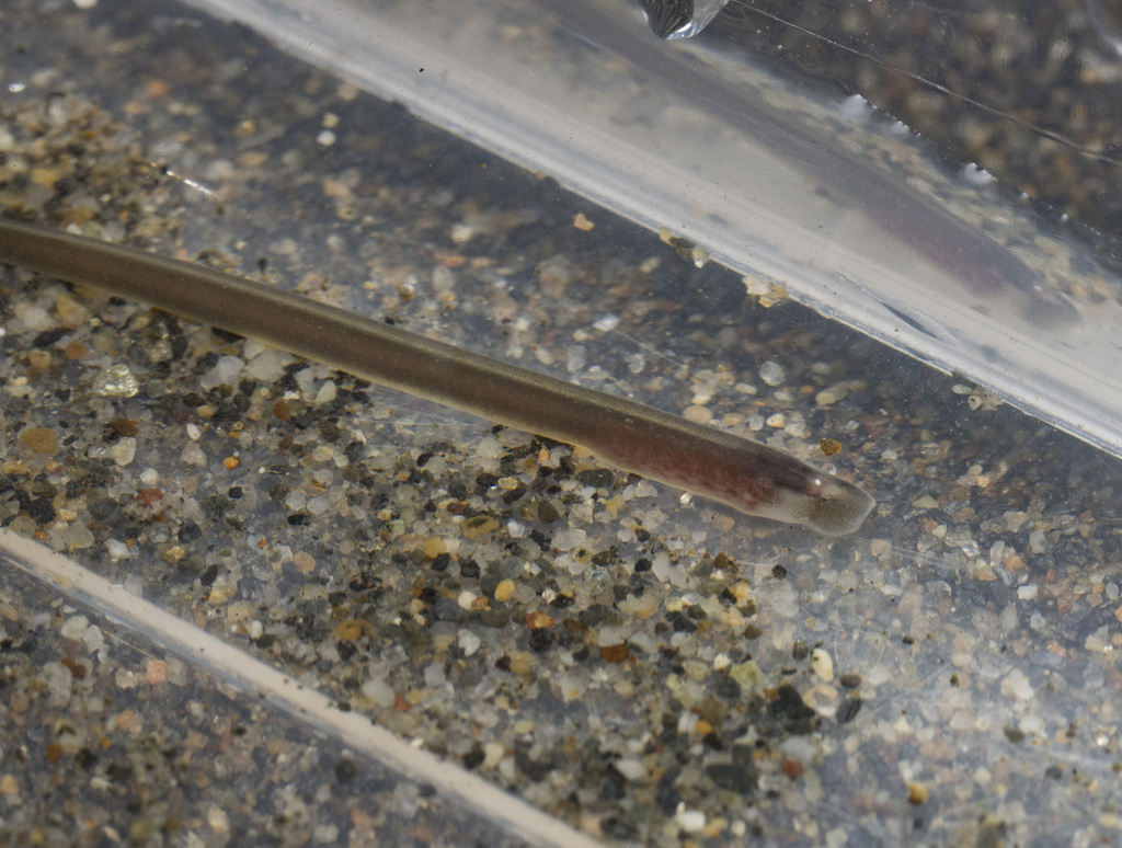 Chilean lamprey
