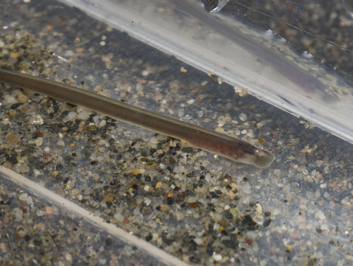Chileense prik (Mordacia lapicida) — Mordaciidae — 3