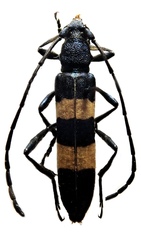 Polyzonus fasciatus