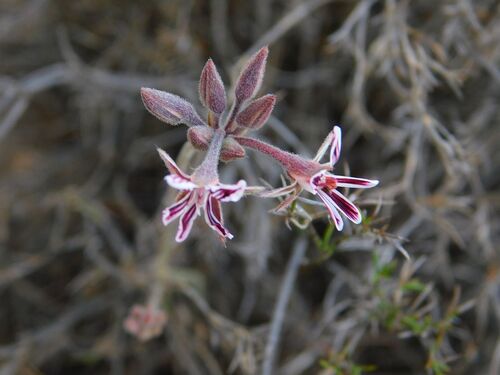 Cute Storksbill (Pelargonium pilosellifolium)