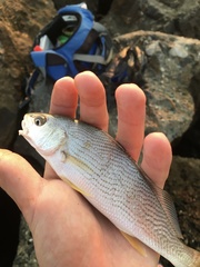 Umbrina roncador