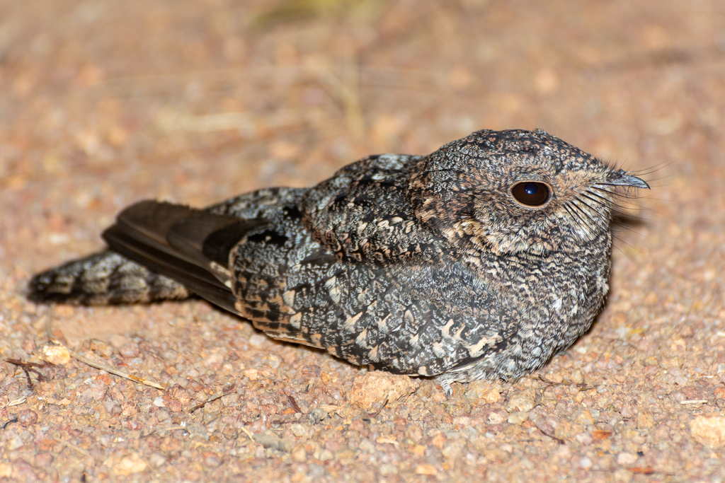 Band-Winged Nightjar