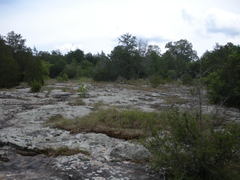 Rhus aromatica serotina
