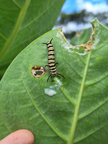 Photo of Queen (Danaus gilippus)