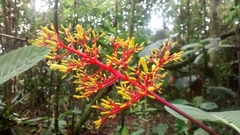 Palicourea guianensis