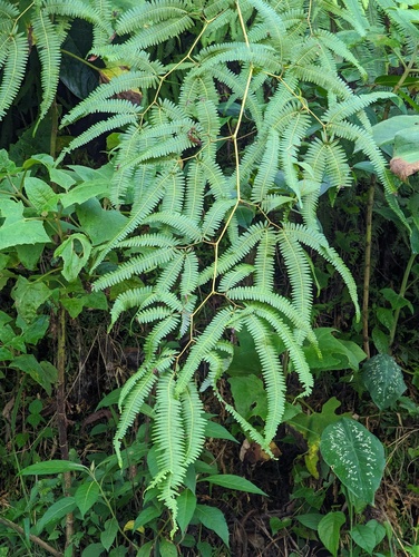 Comb Forkedfern (Gleichenella pectinata)