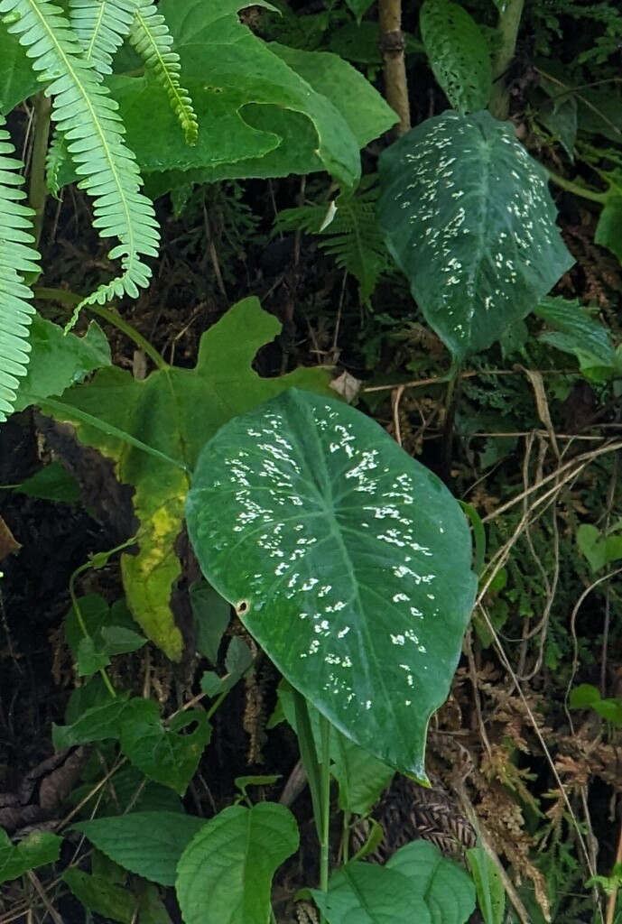 Caladium steudnerifolium; photograph Zihao Wang, CC BY, iNaturalist via GBIF