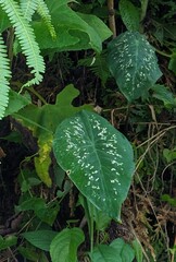 Caladium steudnerifolium