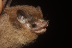 Balantiopteryx io