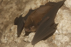 Balantiopteryx io