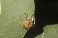 Epicadus trituberculatus