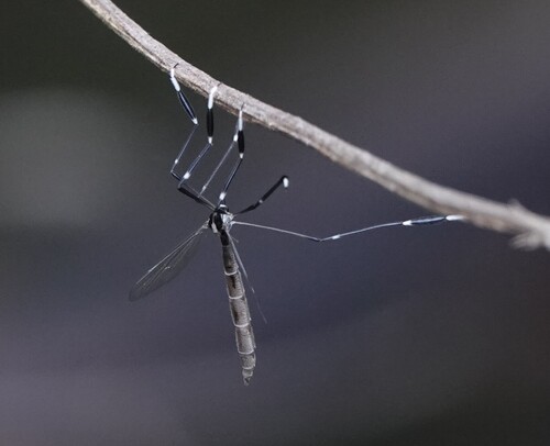 Unknown species found near Pasco County, FL, USA