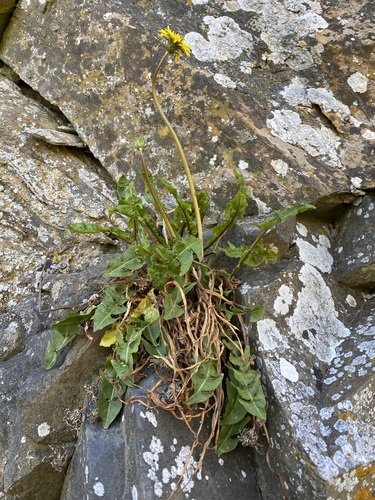 claw-lobed dandelion (Taraxacum unguilobum)