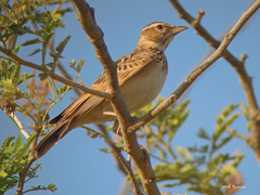 Mirafra javanica