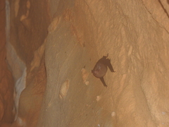 Balantiopteryx io