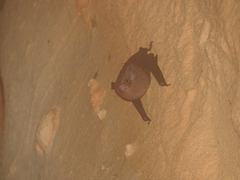 Balantiopteryx io