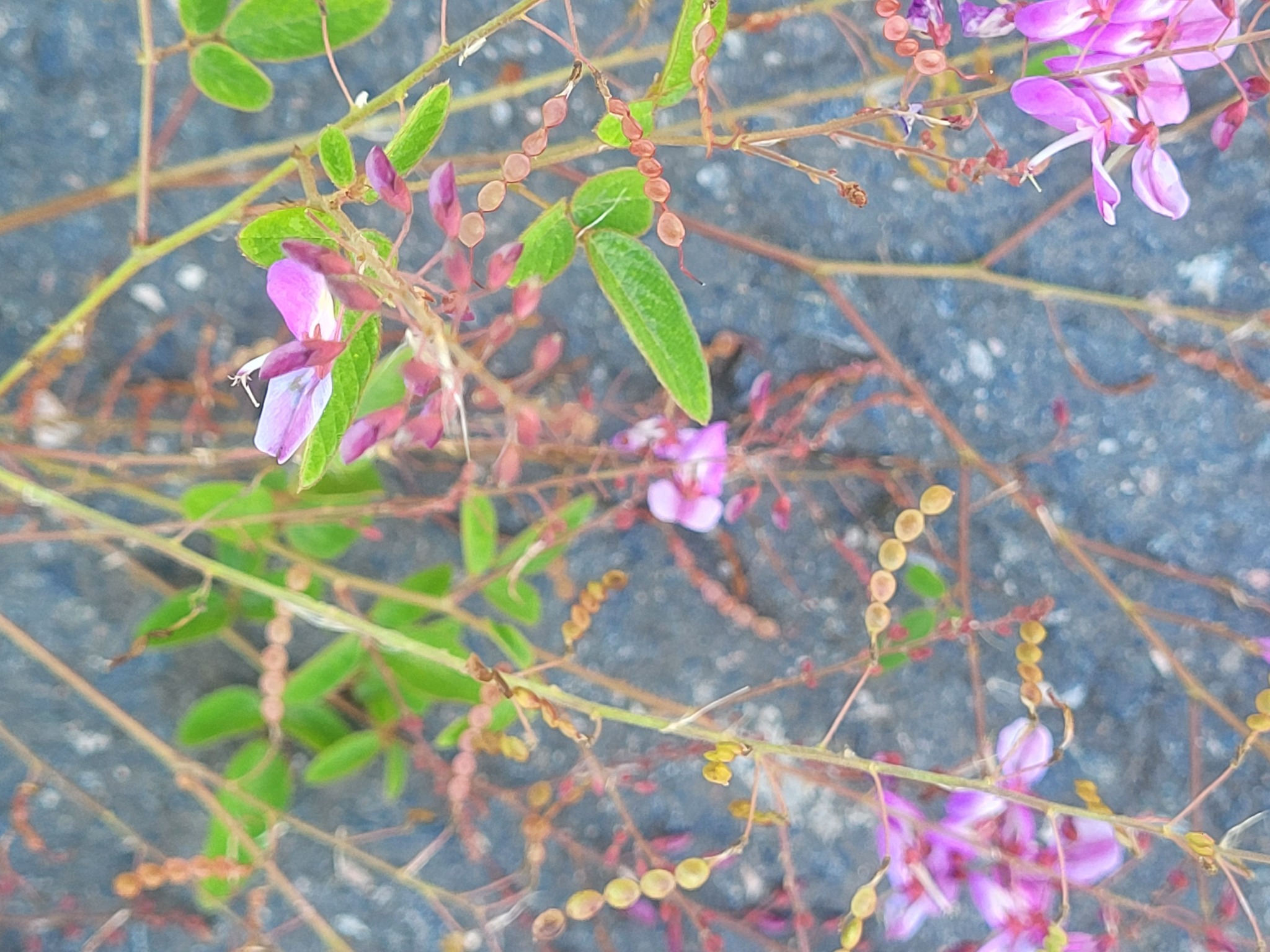 Desmodium subsecundum