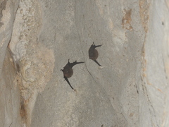Peropteryx kappleri
