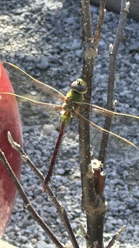 Common Green Darner