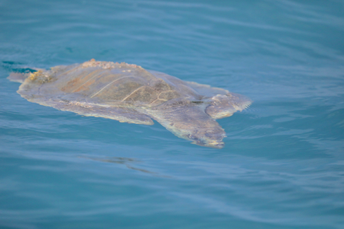 Kemp's Ridley Sea Turtle observed by jasonghedges