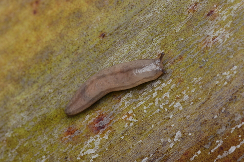 Meghimatium pictum