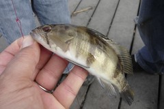 Paralabrax nebulifer