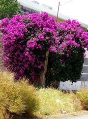 Bougainvillea