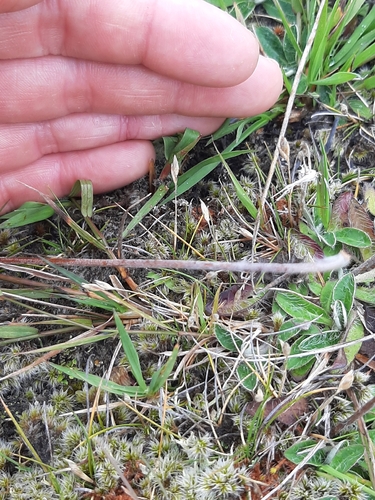 Rytidosperma exiguum, 2026-02-17