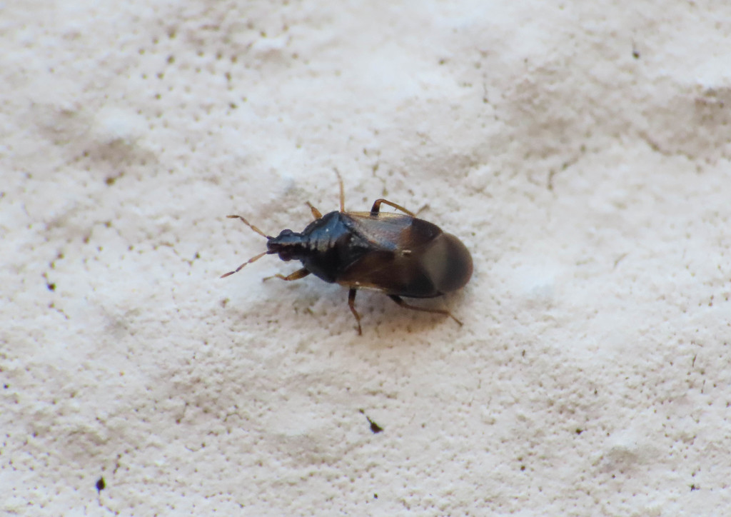 Orius laevigatus