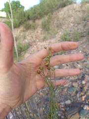 Baccharis spartioides