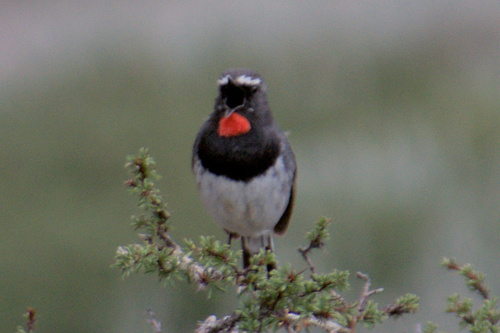 Himalayan Rubythroat (Calliope pectoralis), photo 10