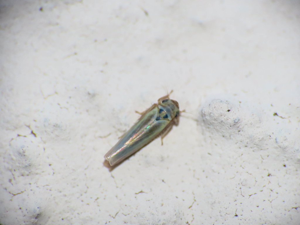 Zyginidia scutellaris