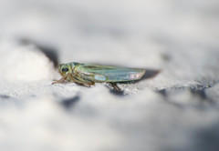 Zyginidia scutellaris