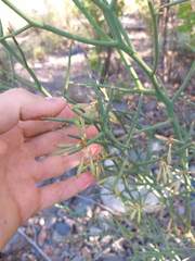 Hualania colletioides