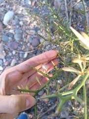 Hualania colletioides