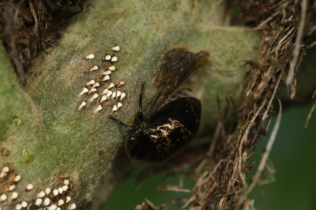 Anobilia saurauiana