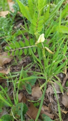 Vicia hybrida