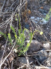 Hysterionica jasionoides