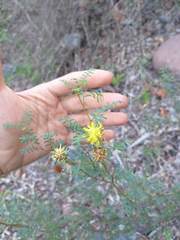 Prosopis strombulifera