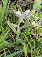 Nonea vesicaria