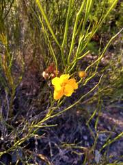 Senna aphylla