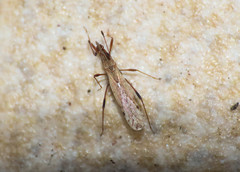 Berytinus montivagus