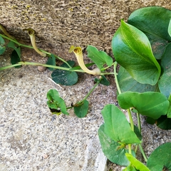 Aristolochia paucinervis