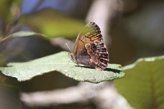 Paramacera xicaque xicaque