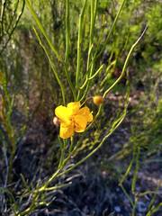 Senna aphylla