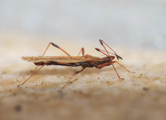 Berytinus montivagus