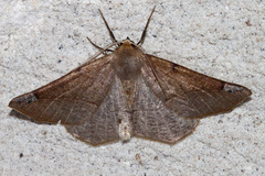 Caripeta triangulata